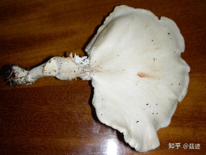 菇迹——白侧耳