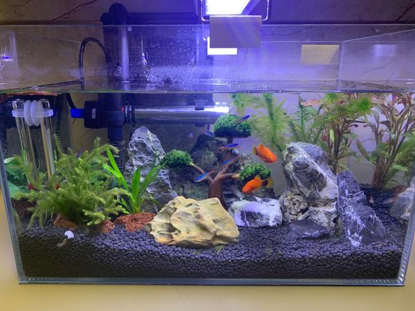 新手鱼缸买的水草没有吃草的鱼为什么烂叶 知乎