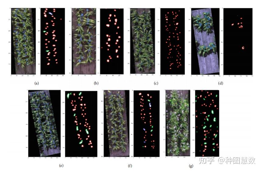 【植物表型】从多光谱无人机图像中检测高梁植物和头部特征 - 知乎