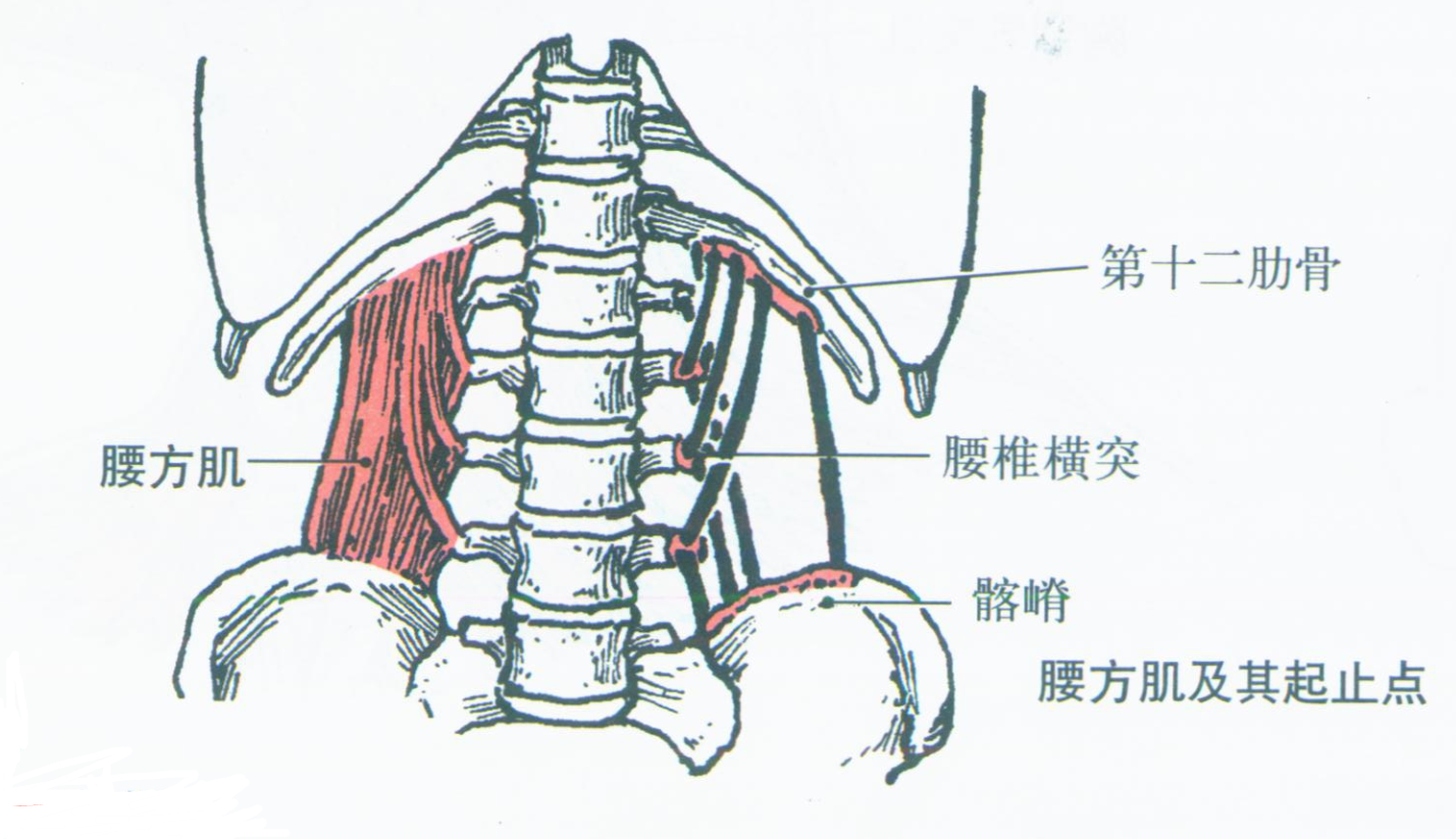 第003期:认识你的肌肉之躯干肌:腹肌 知乎