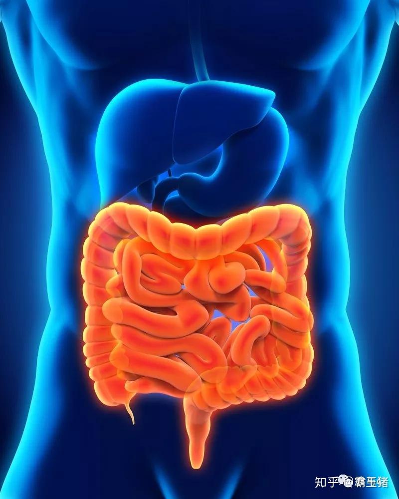 心理疾病与胃肠道一抑郁症与肠道微生物