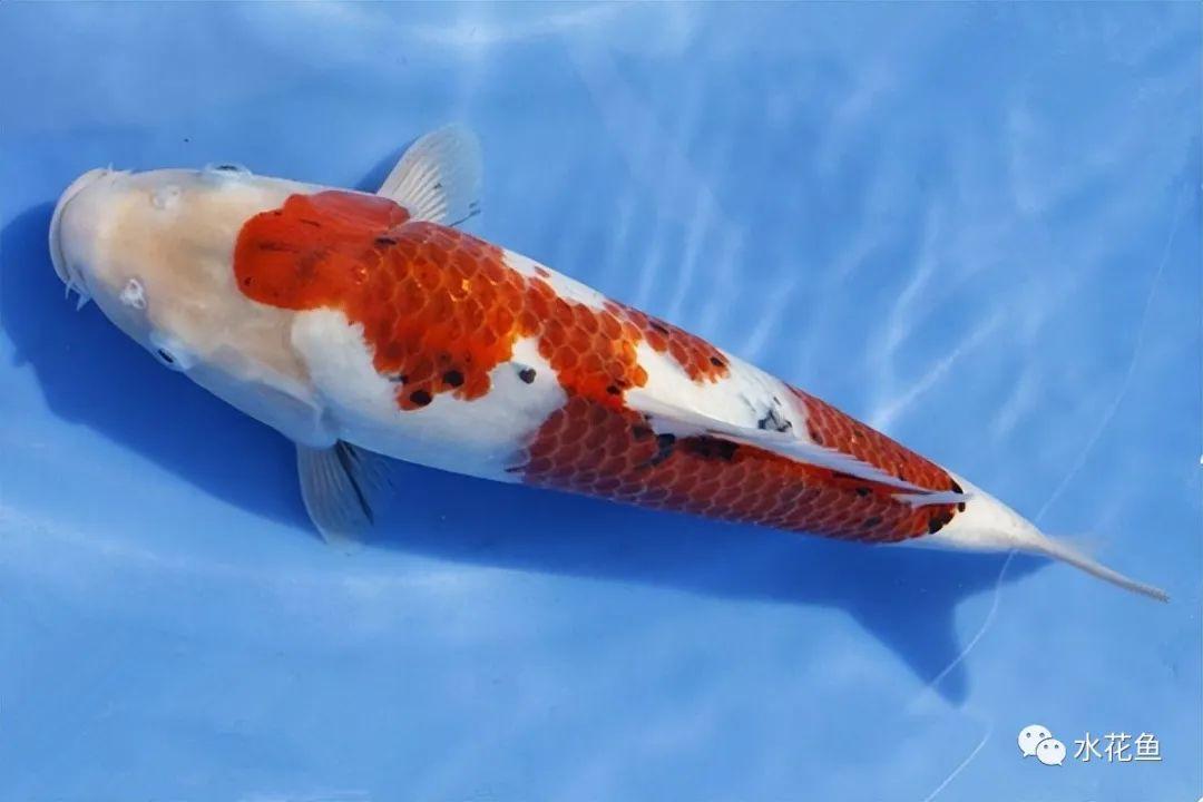 水生生物图文欣赏(15):锦鲤八大类七十六种_观赏鱼类_西南渔业网 水花