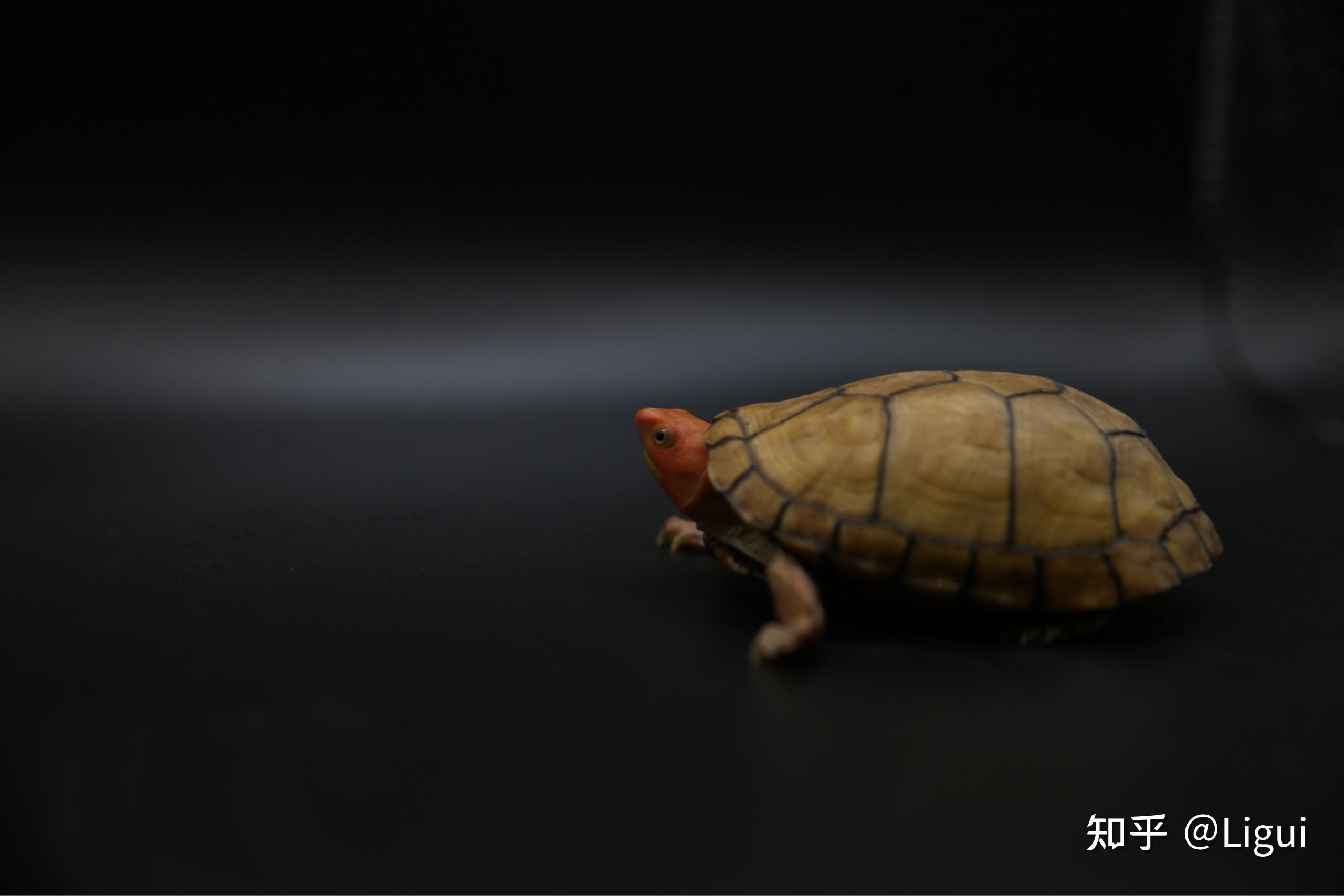 红面蛋龟红面泥龟的饲养方式