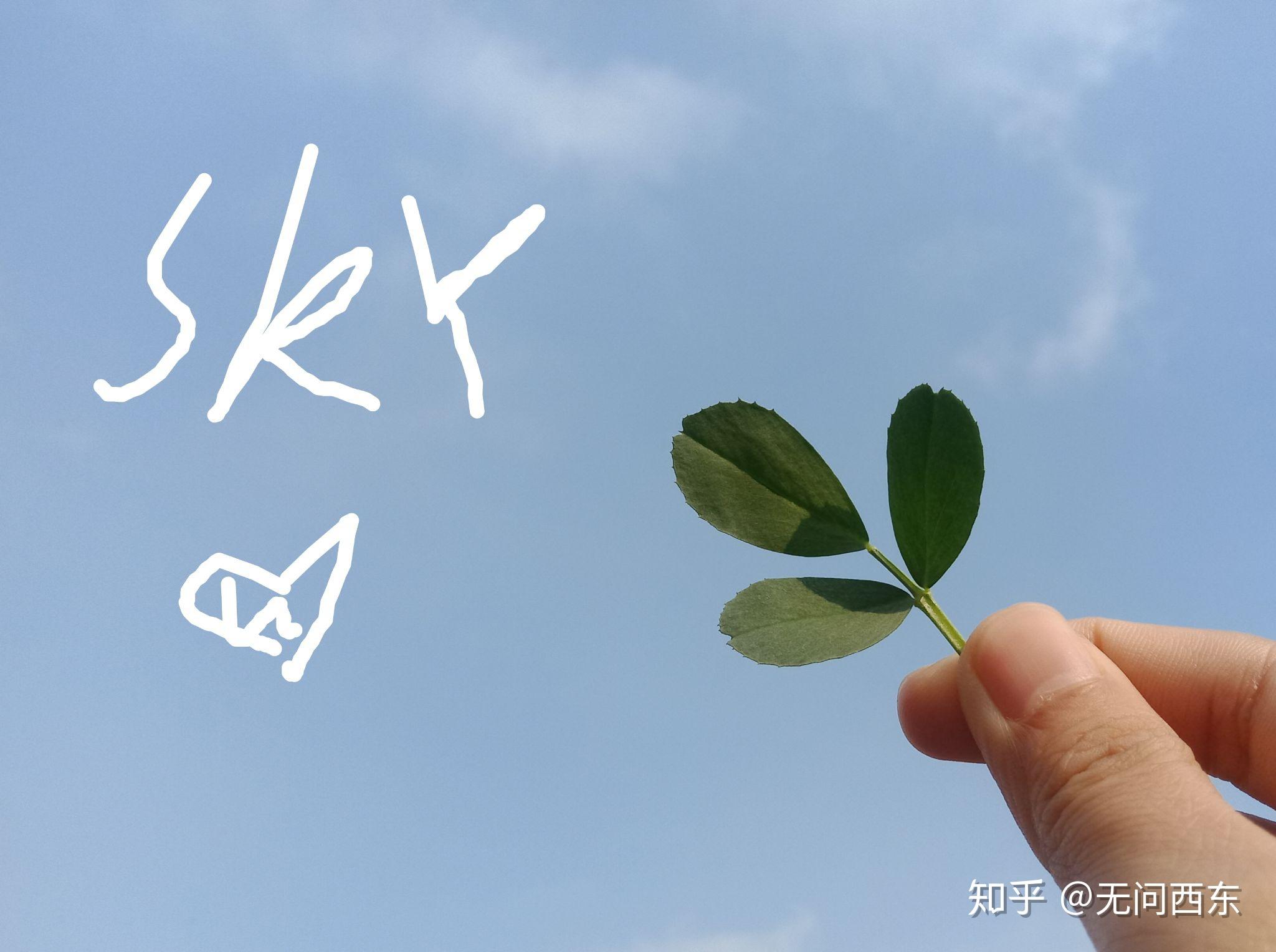 这个春天,你有什么拍的很美,很有意境的照片呢.陌生人可以分享嘛.