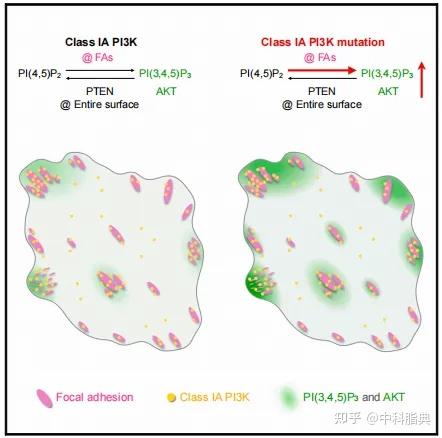 Molecular Cell：PI3K-PI(3,4,5)P3-AKT信号时空调控新机制 - 知乎