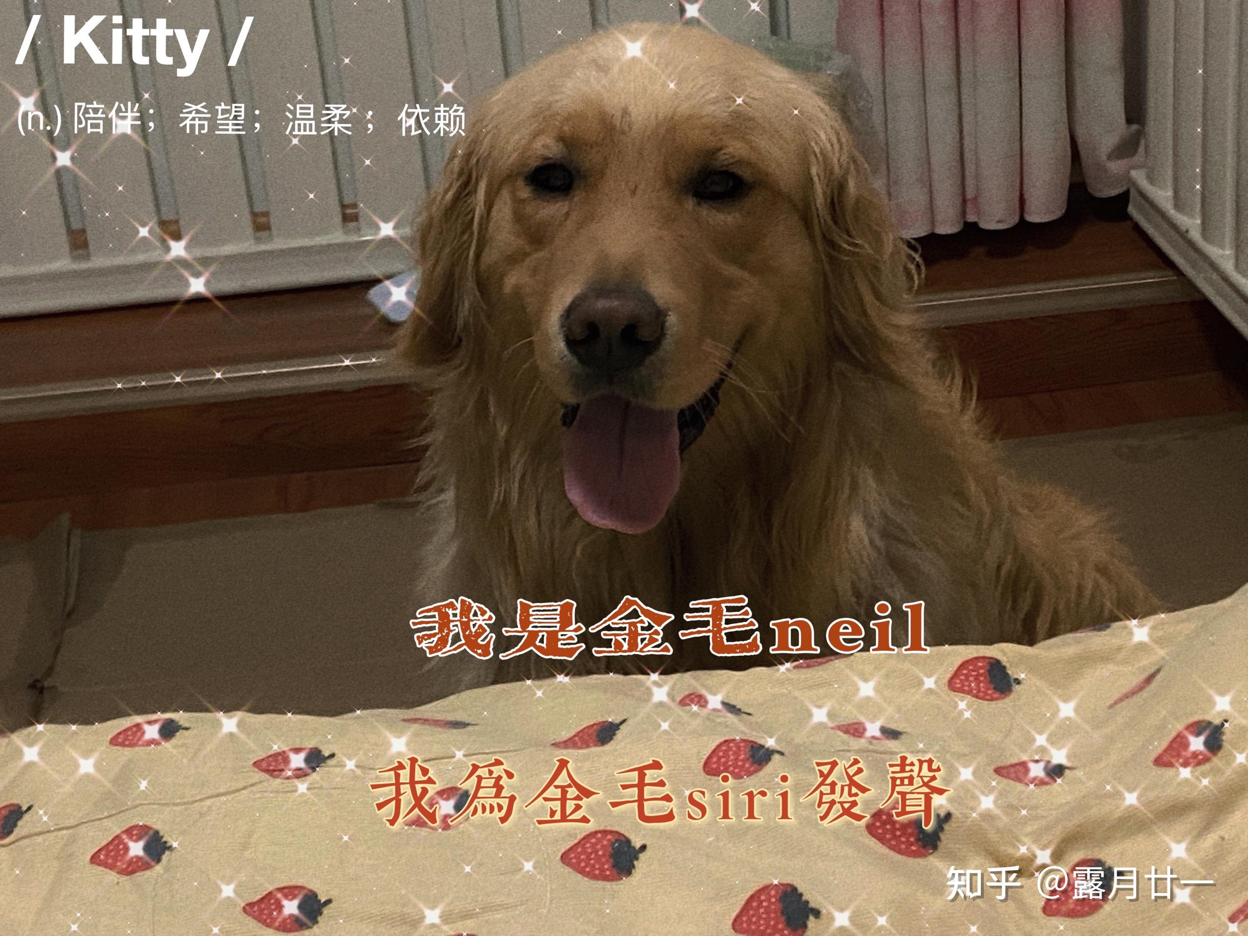 我为金毛siri发声!