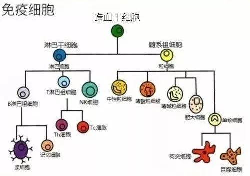 system) 是機體執行免疫應答及免疫功能的重要系統,由免疫器官,免疫