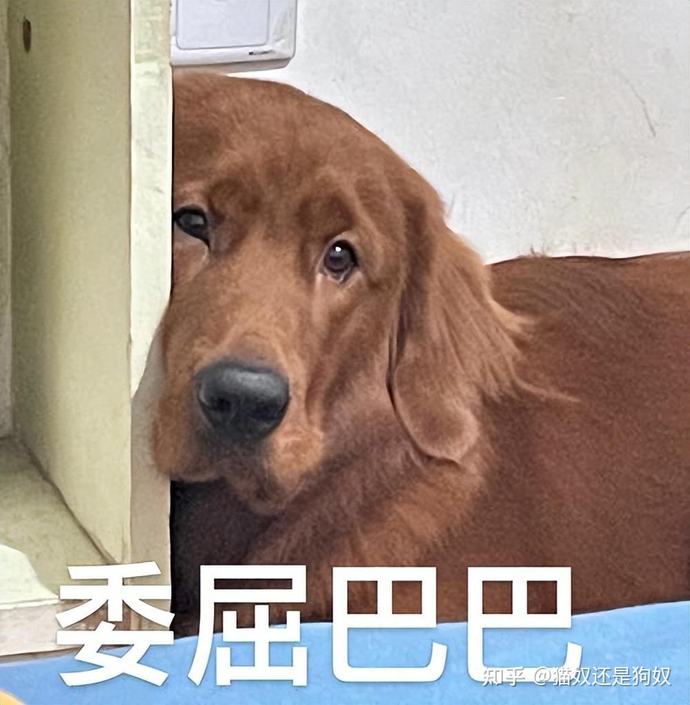 “买狗一时爽，养狗火葬场”的几种狗，劝你谨慎饲养 - 知乎