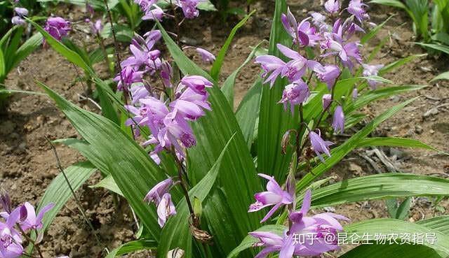 中藥材白芨打什麼葉面肥好白芨壯根肥用什麼好白芨壯根根莖塊膨大用根