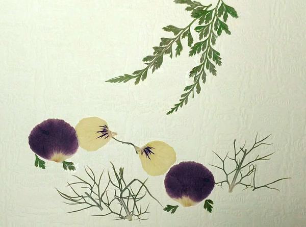 共享花草,制作一幅押花画!