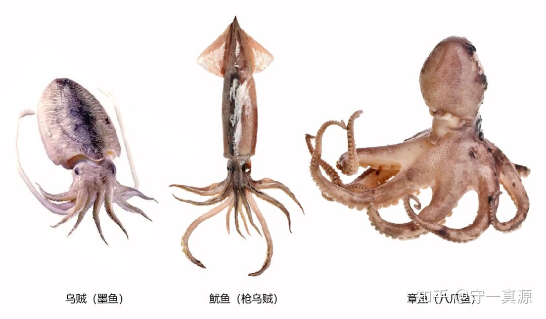 海螵蛸性味归经图片