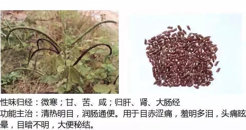 500余种中草药图 - 知乎