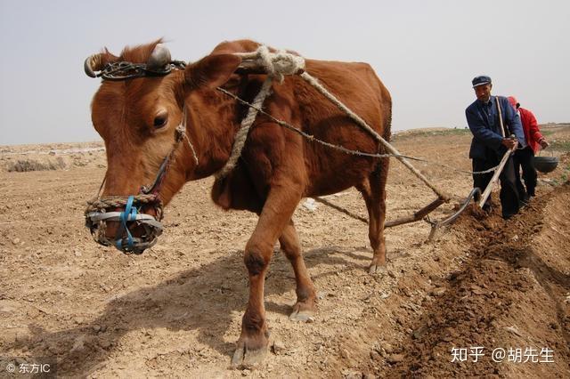 農夫拉著兩頭牛犁田,他先給黃牛套上犁枷,但黃牛任憑他怎麼吆喝就是不