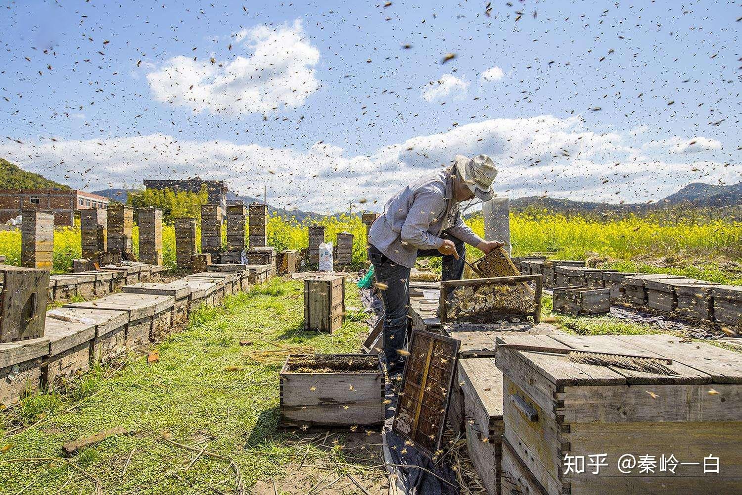 北京“蜜蜂之乡”密云建首座崖壁蜂场！珍贵的崖蜜你吃过吗？