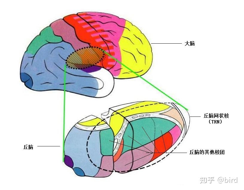 几个容易混淆的大脑解剖结构 - 知乎