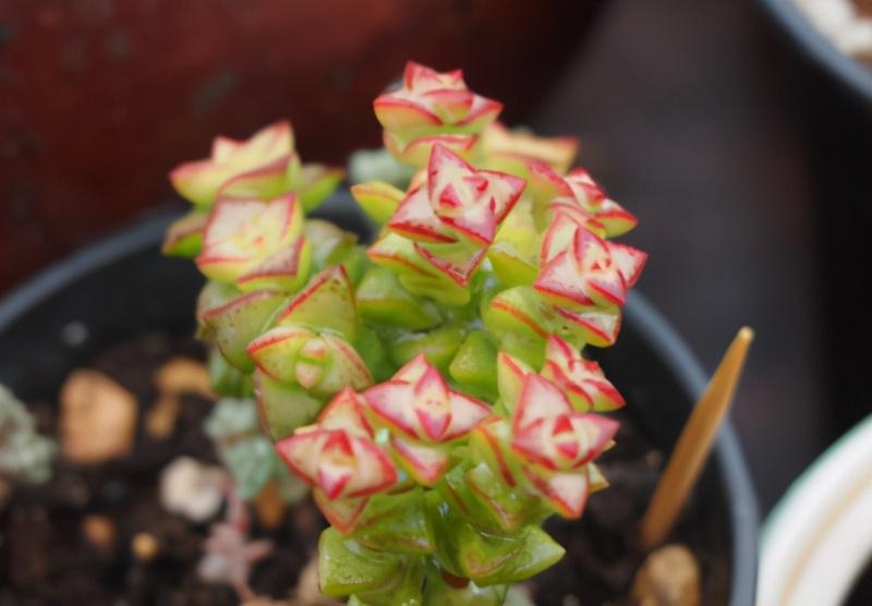 多肉界的满天星新手也能轻易养爆盆