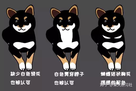 如何选择黑柴幼崽?黑柴品相怎么看? - 知乎