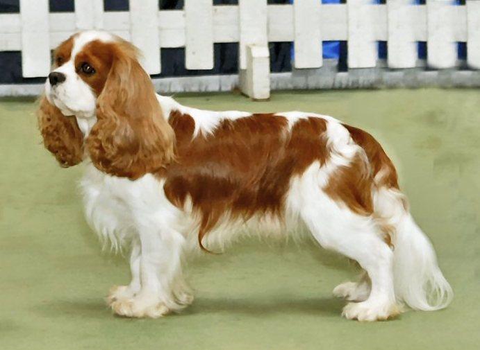 查理王小猎犬起源是什么,好养吗?听说英国皇室特别喜欢这种犬?
