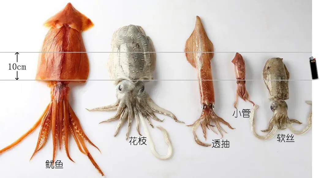 解析海鲜认识鱿鱼一作者zam