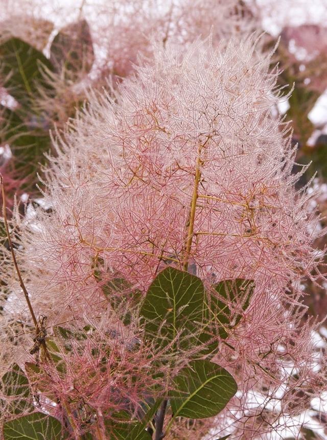 网红之物科普smoketree烟树