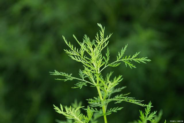 青蒿素概念与青蒿素药物相关的药品批文共53条,包括青蒿素,双氢青蒿素