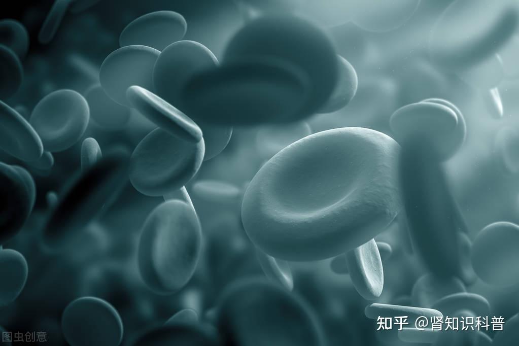 一文教会你看懂血检报告 - 知乎