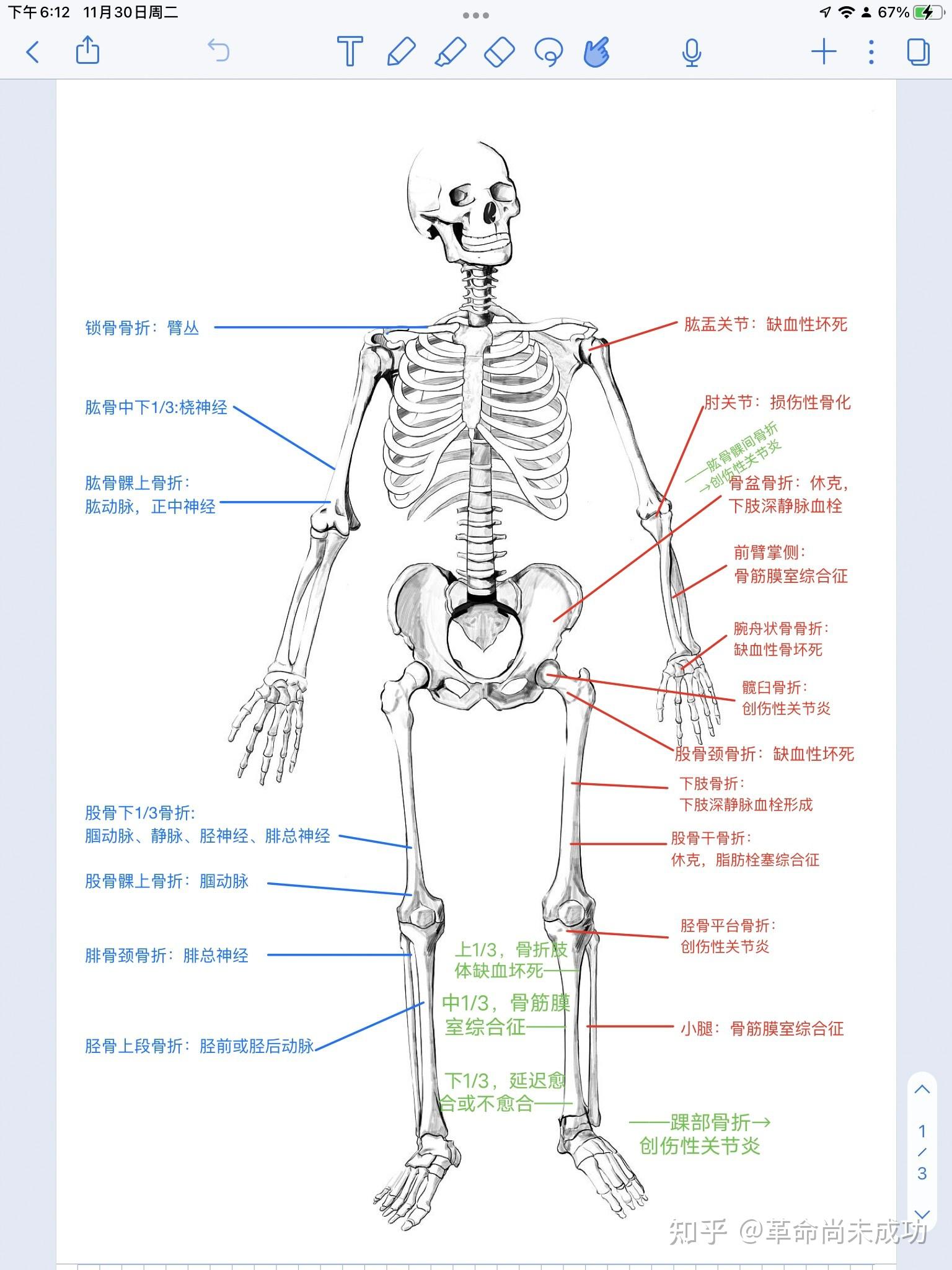 膜内成骨图片