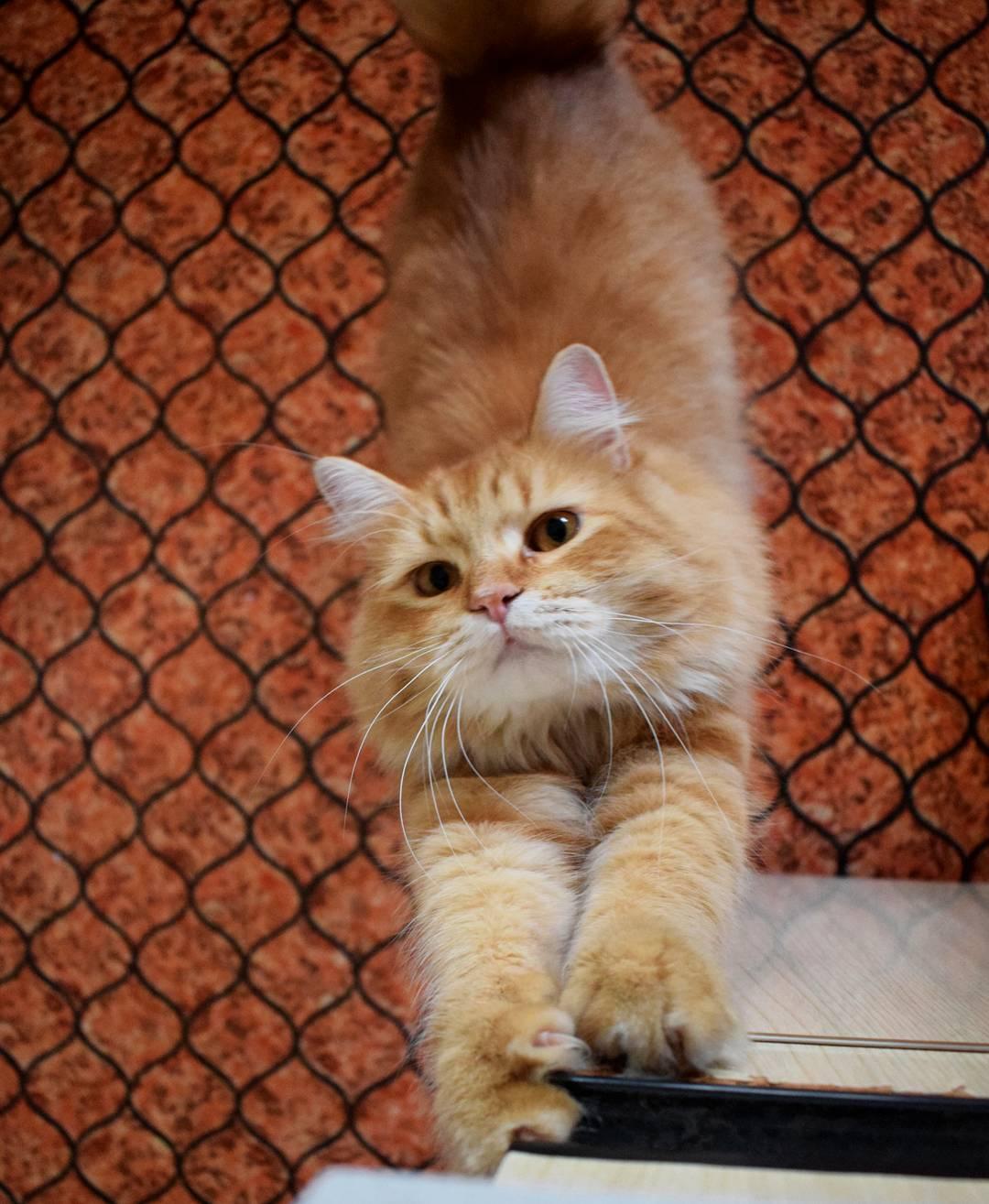 吸猫大会西伯利亚森林猫simba