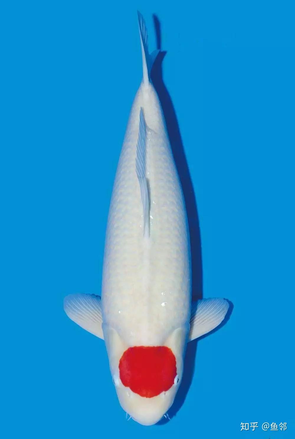 好奇裁判围着这条锦鲤到底在看什么