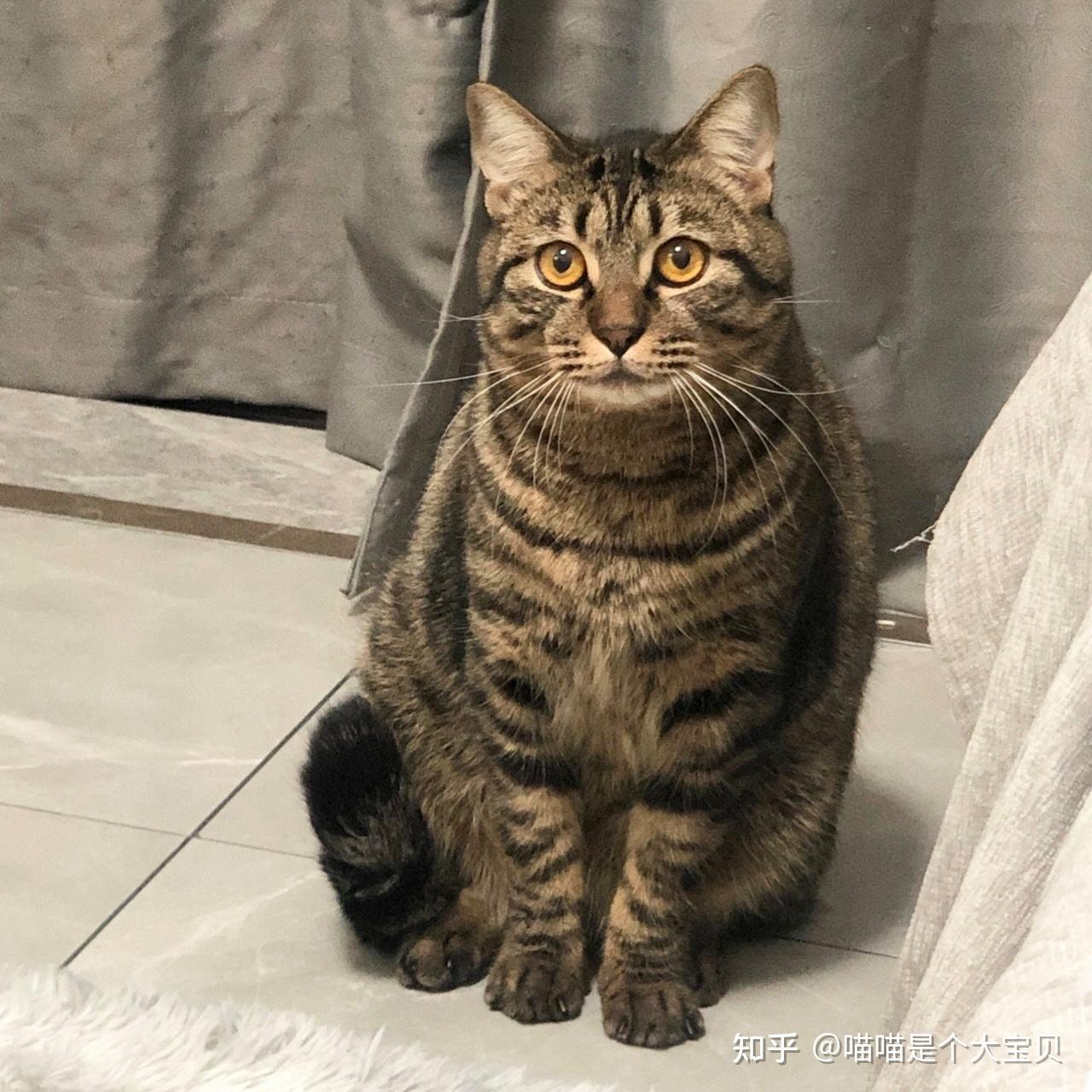 就已经火到国外去了,还曾被cfa认证为品种猫,为什么狸花猫那么受欢迎?