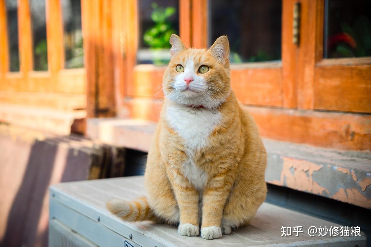 中华田园猫 知乎图片
