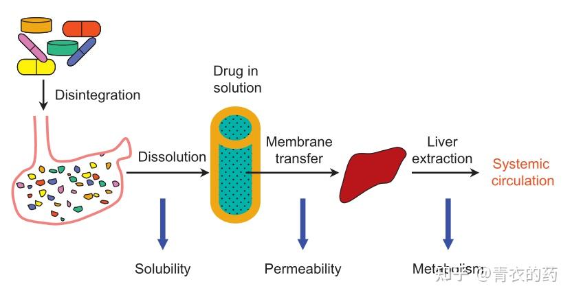 二,溶解度低会降低药物吸收