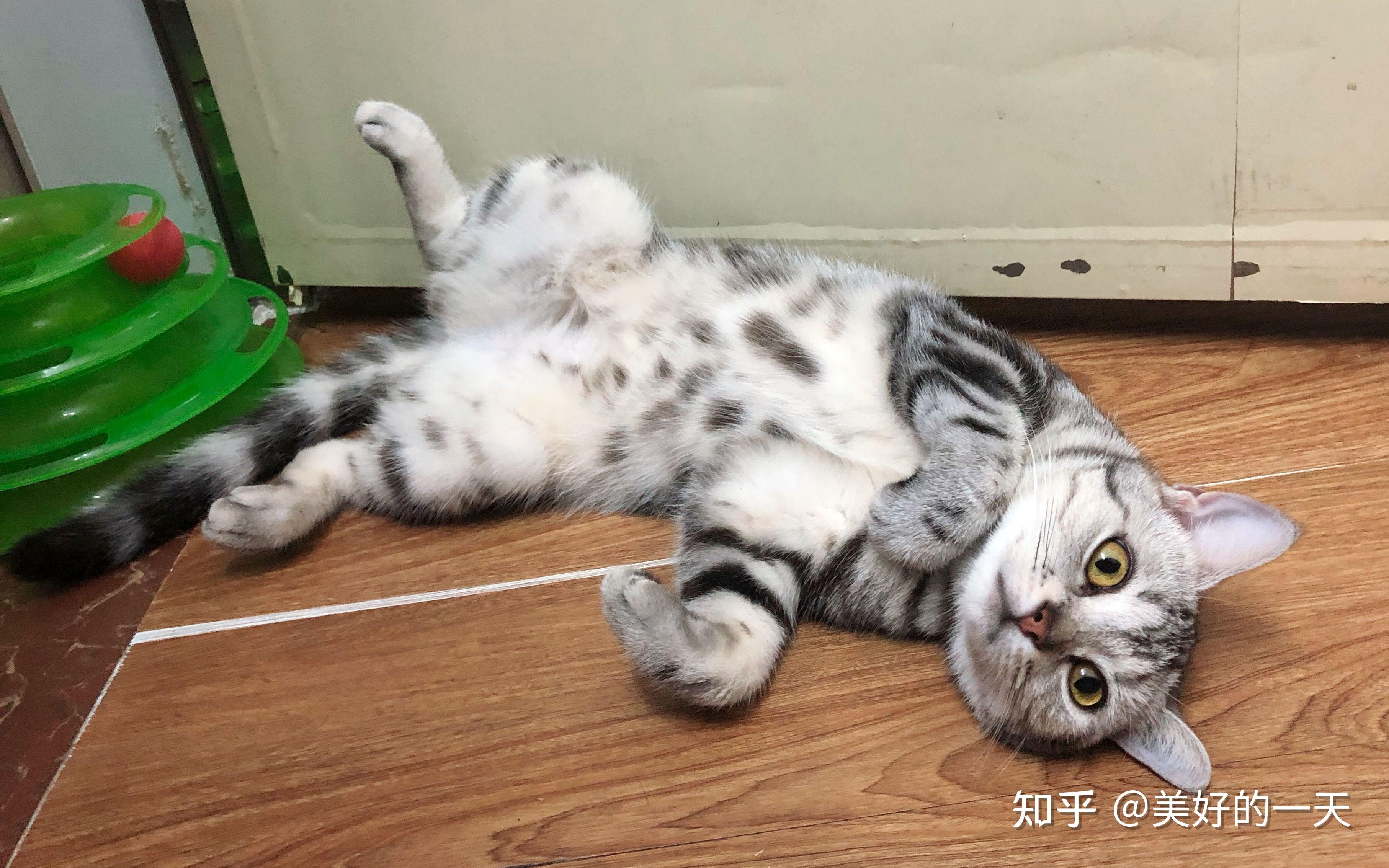 猫咪总是“满地打滚”,原来有这几个含义,别忽视了! - 知乎
