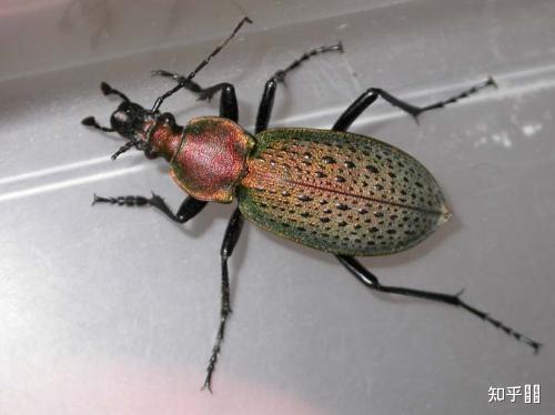 今天偶然发现桌子上爬了一只小虫看细看像蟑螂但是又不像这是步甲虫一