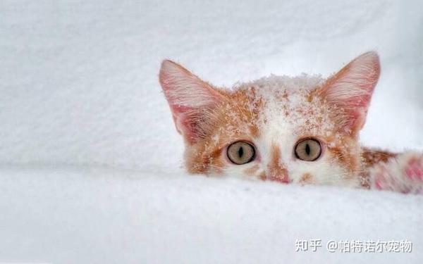 我又梳出了一只猫 猫咪疯狂掉毛怎么办 这些妙招请查收 知乎