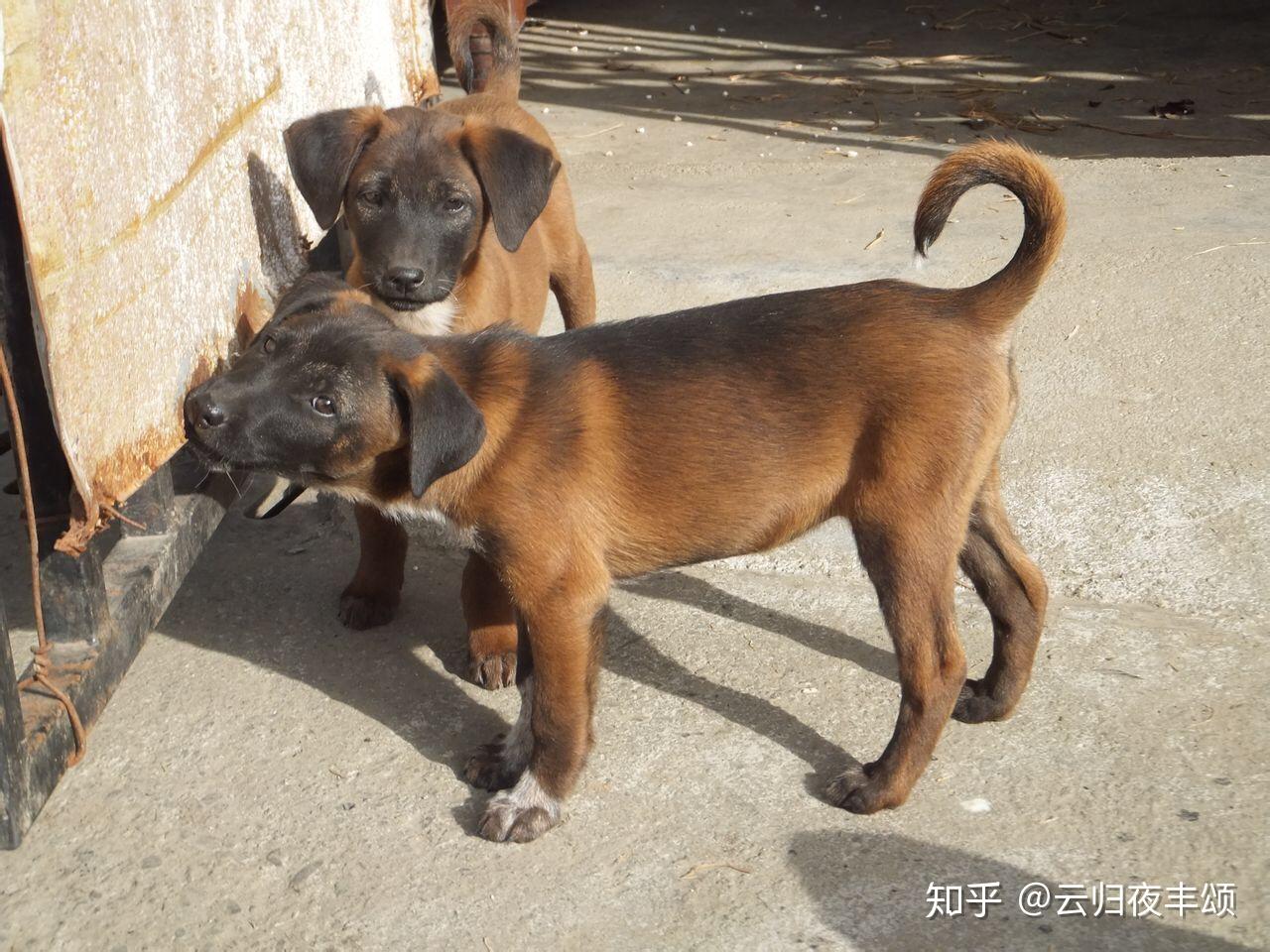 本土名犬——“中华田园犬”，它的优点，众人点赞 - 知乎