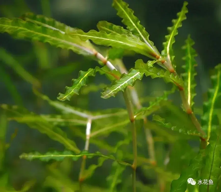 菹草(菹字读音同"朱"),又叫虾藻,虾草,麦黄草,六月黄.