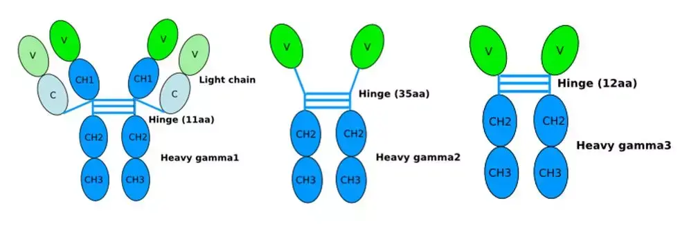 纳米抗体开发时草泥马的选择