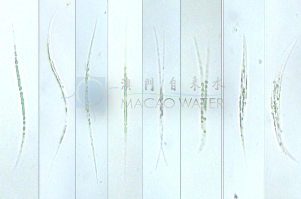 【古菌域全系列8】真菌界Fungⅰ(上):早期发散谱系。真菌界从门到所有目的分类与系统发生 - 知乎