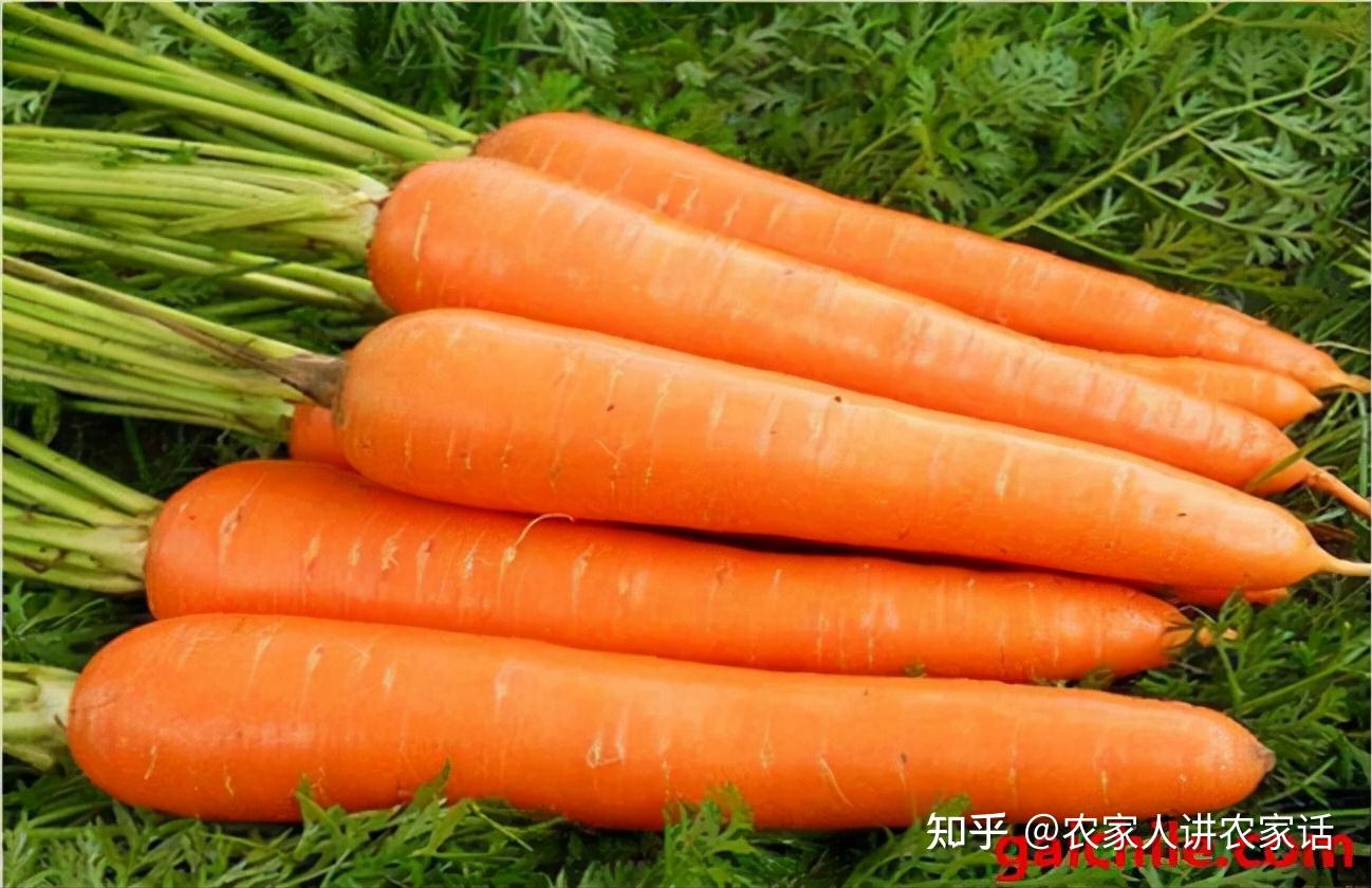 鄂产新鲜胡萝卜上市了，钟祥柴湖镇近千亩春播胡萝卜喜获丰收_种植