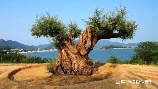 穿越时空的爱情故事