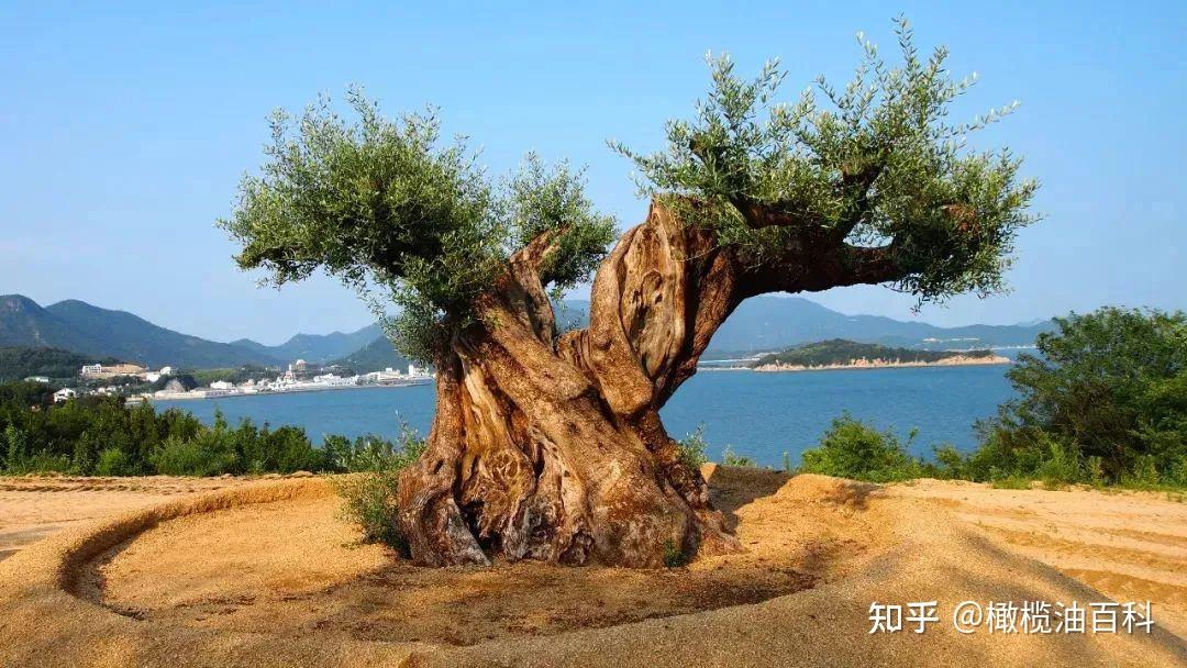 橄榄百科 | 几千年来，所有的荣誉尽归橄榄树！ - 知乎
