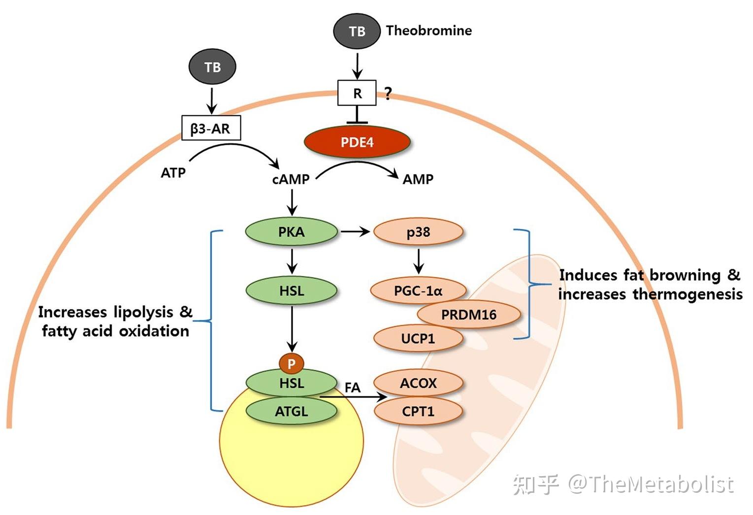 cellmetabolismfgf1破解胰岛素的百年孤独