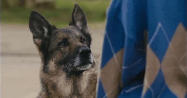 《少年与犬》好厉害！狗狗电影竟然拍出了苦难人间