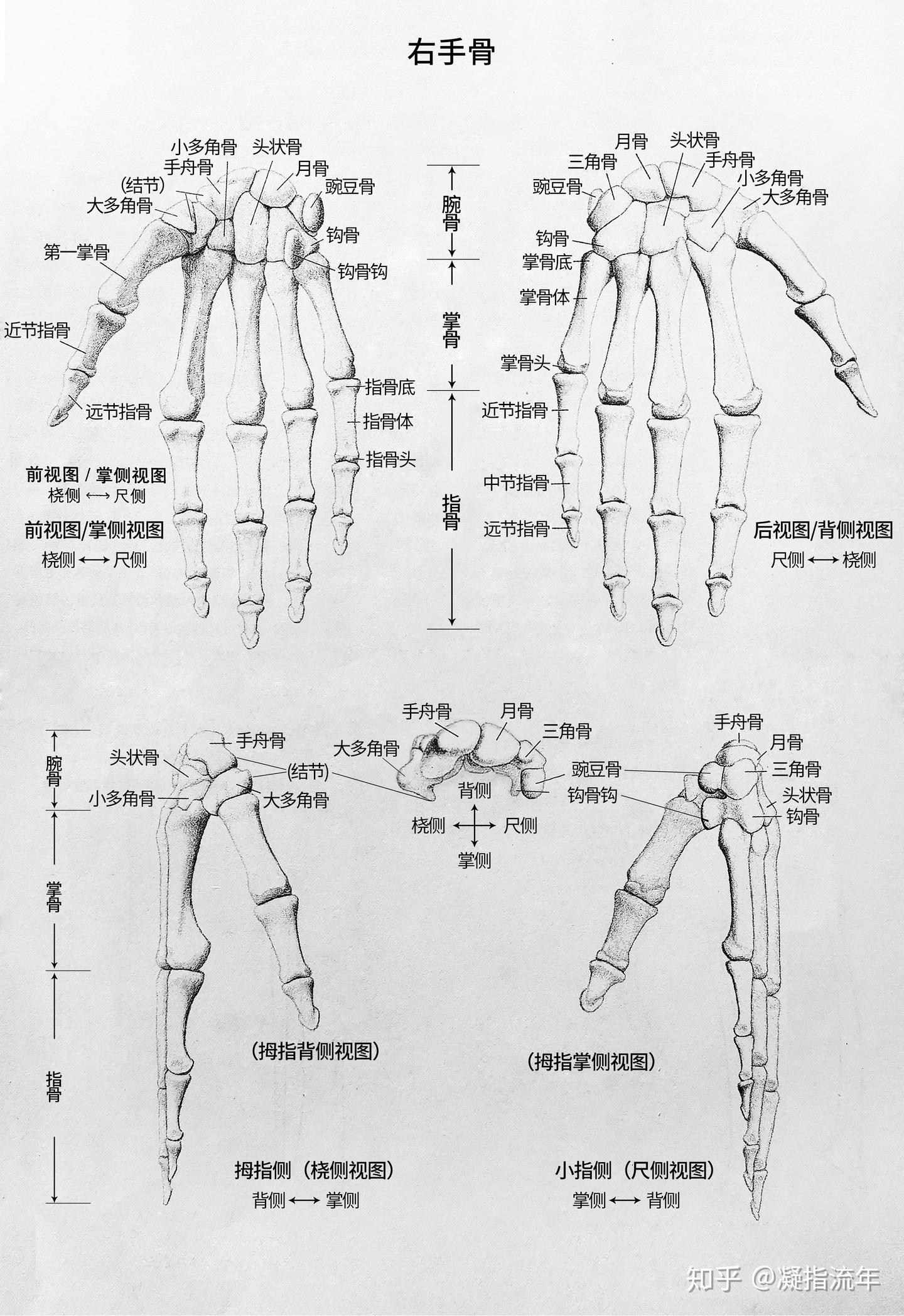 坚持学画:人体结构之骨骼部分——手骨 - 知乎