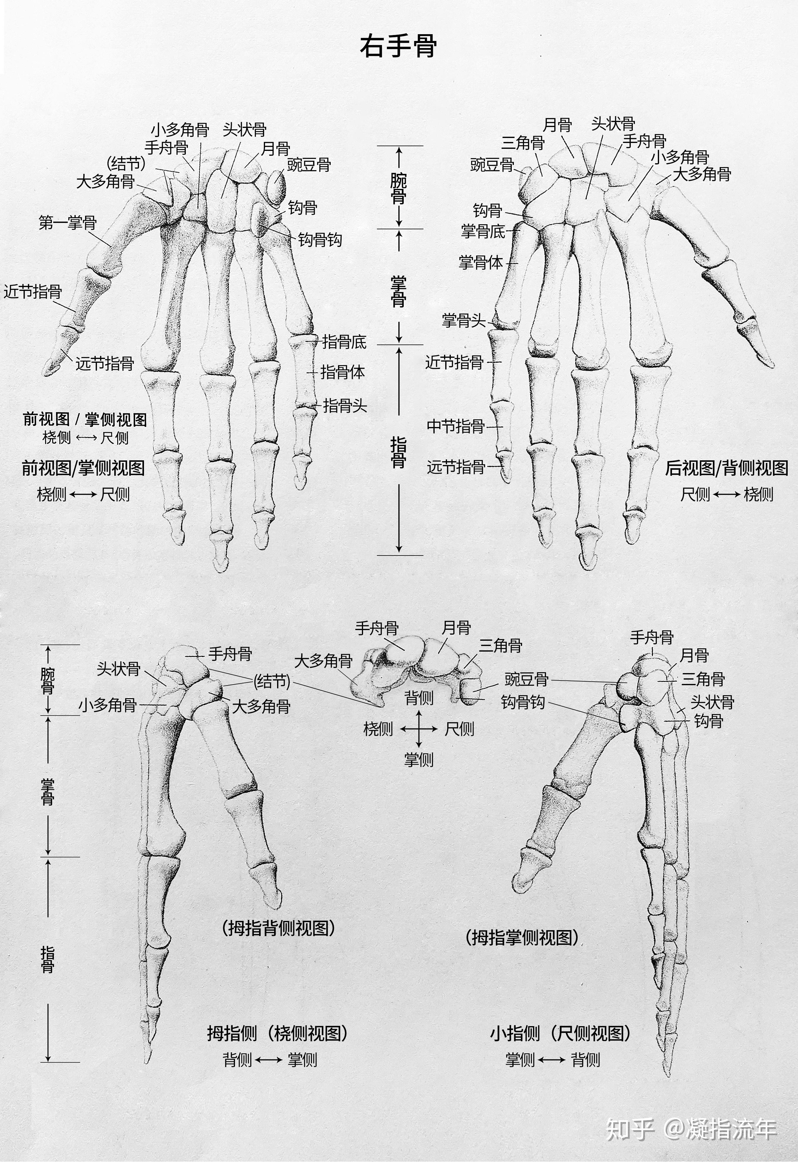 坚持学画：人体结构之骨骼部分——手骨 - 知乎