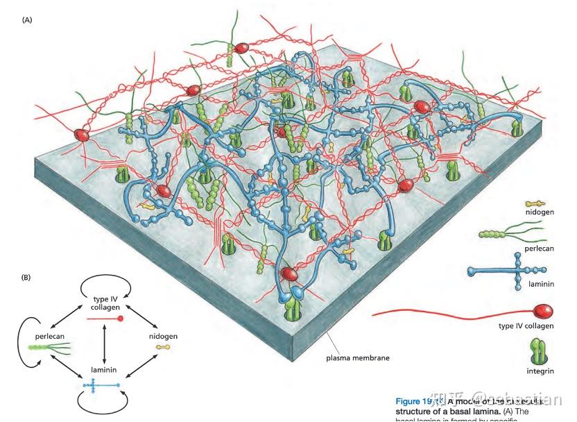 搬运The Cell细胞外基质和细胞连接 - 知乎