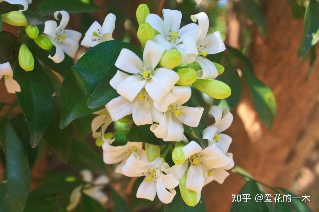5种“浓香花”，香味浓郁，就像喷了香水一样，进来看看你养过吗 - 知乎