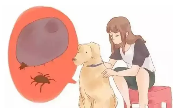 为什么狗狗未出门 蜱虫却进家门 知乎