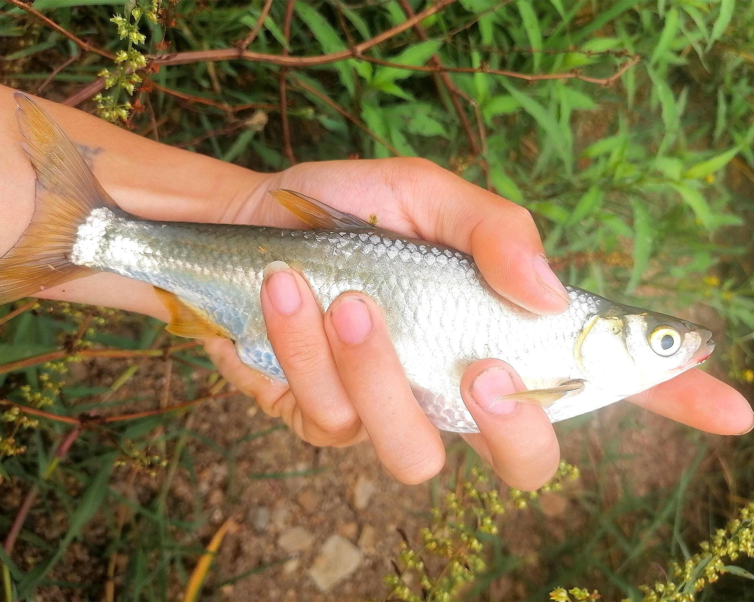 白条鱼（对水质要求较高的初级淡水鱼）_尚可名片